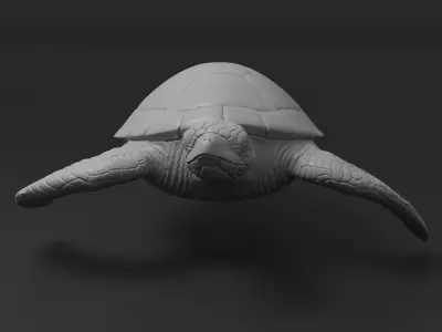 Turtle green sea 3D print model