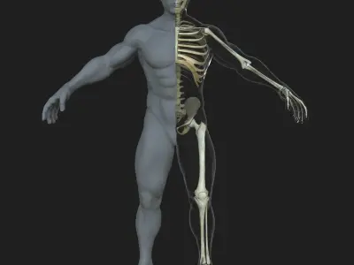 Male Skeleton with Skin 3D model