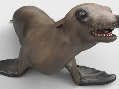  California Sea Lion Walking Animated Rigged for Maya 