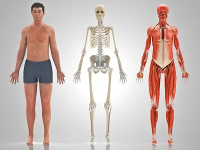 Complete Male Anatomy Low-poly 3D model