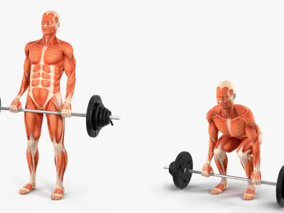  Anatomy Male Muscular System Deadlift Animated Rigged for Cinema 4D 