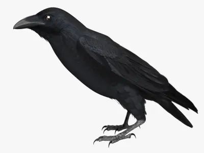  Corvus Cryptoleucus "Chihuahuan Raven" 