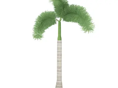 Foxtail Palm 3D model