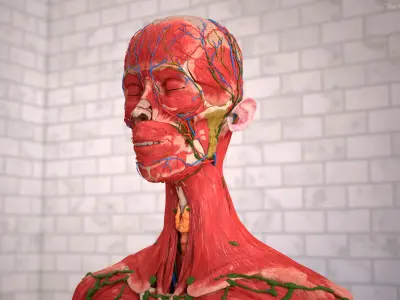  Realistic Skin Afro Female and Full Body Anatomy 