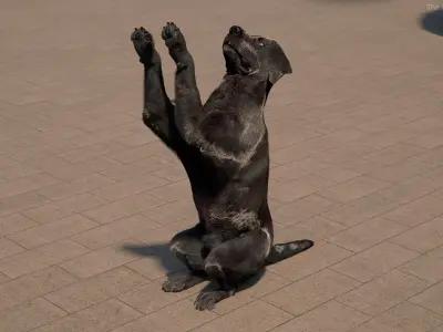  Black Begging Labrador Dog Fur Animated Rigged 