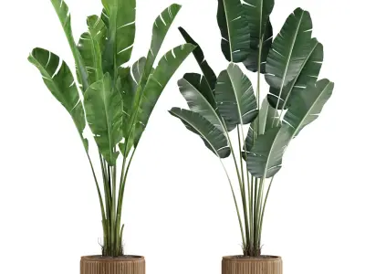  Plants collection 539 