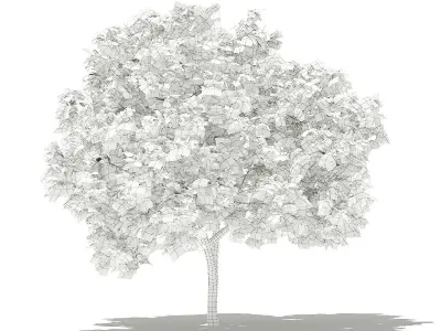 Common Fig Tree 3D model