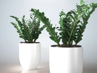 Zamifolia in Tall Round Planter 3D model