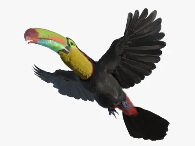  Flying Keel Billed Toucan Fur for Cinema 4D 