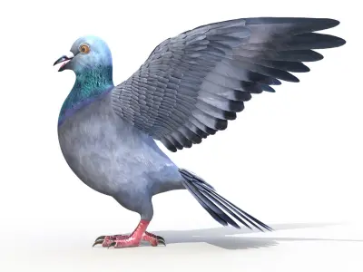  Pigeon 