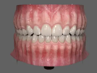 Realistic Dental Model With Gums Teeth and Tongue 