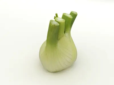 Fennel Bulb 3D model