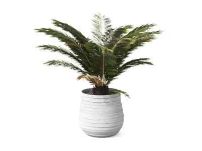 Palm Boho Low-poly 3D model