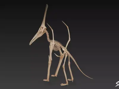 Pteranodon fossil Low-poly 3D model