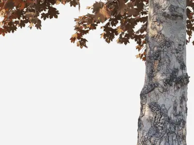 Acer Tree 01 3D model