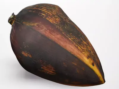 Banana Flower - Photorealistic Scan Low-poly 3D model