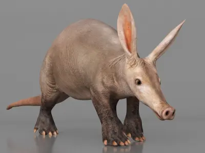  Orycteropus Afer Walking Animated Rigged for Maya 