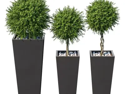 Plant in the pot I 3D model