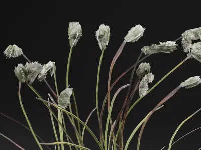 Eriophorum Plant Low-poly 3D model purchase
