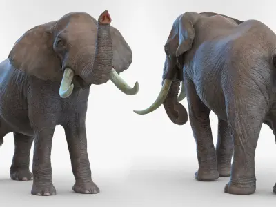  Animated Elephants Collection for Cinema 4D 
