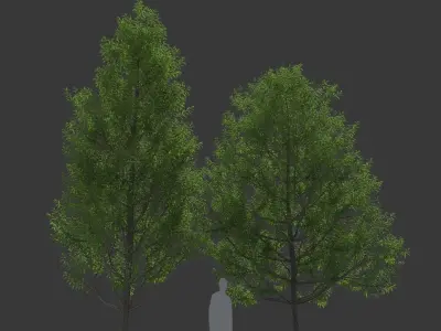 XfrogPlants Willow Oak - Quercus Phellos  3D model