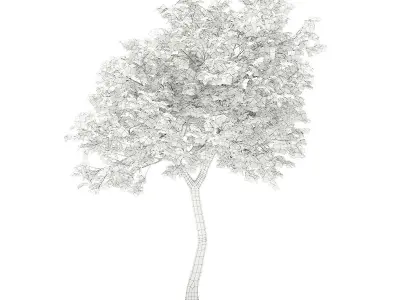 Olive Tree 3D model