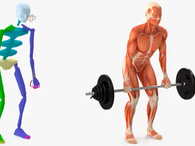  Anatomy Male Muscular System Deadlift Animated Rigged 