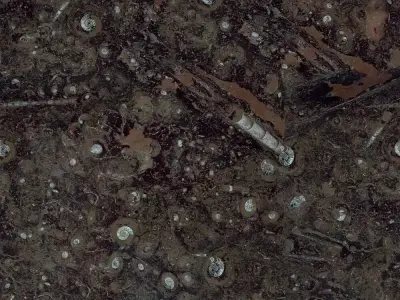 Fossil Stone Texture  Texture