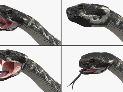  Rattlesnake Attack Animated Rigged 