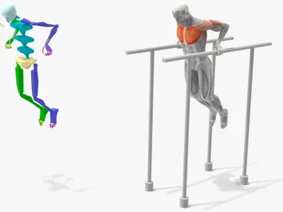  Male Muscular System Chest Dip Animated Rigged 