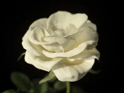  White rose animated 