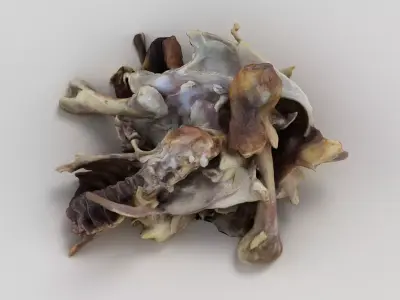 Chicken Bones Carcass 3D model