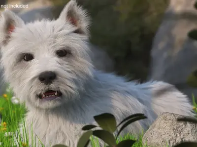  West Highland White Terrier Fur Rigged for Maya 
