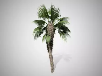 Chinese Fan Palm Tree Low-poly 3D model