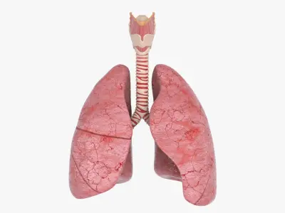  Larynx Trachea Lungs 