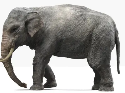  Asian Elephant(Rigged) 