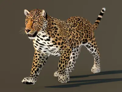  Leopard Animated 3D Model v1-3 