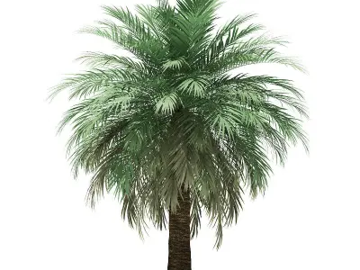 Butia Palm Tree 3D Model 4m 3D model