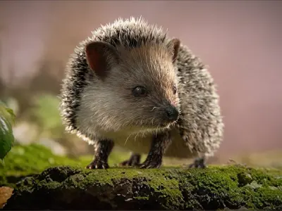  Hedgehog Rigged Xgen 