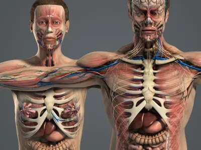  Male and Female Anatomy Complete Pack (Textured) 