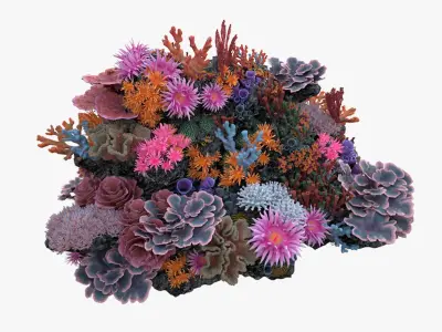  Coral Reef N 02 