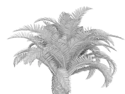 Low Palm Tree 3D model