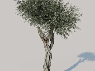 Olive Tree 3D model