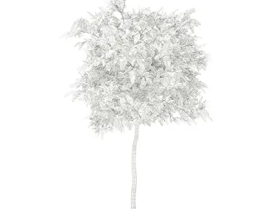 Avocado Tree 3D model