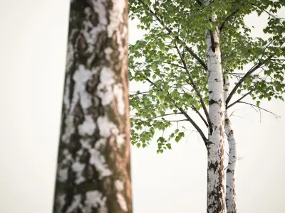 Tall deciduous trees 3D model