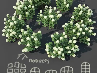 Hydrangea arborescens Nr2 - Customizable 3D model