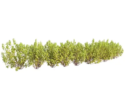 Cornus Flaviramea 01 3D model