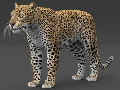  Leopard and Panther PACK Animated-Rigged-Fur 