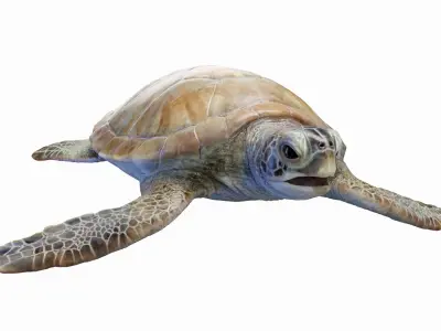  Green Sea Turtle Anatomy 