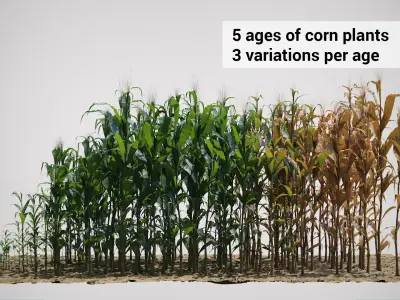  Corn Plants 15 Types in 5 Ages - PBR AssetKit 
